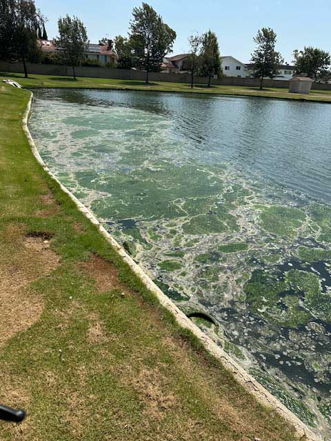 Large Algee Bloom created by great piles of grass clippings being blown by the wind into the lake